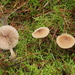 Entoloma cetratum - Photo (c) bjoerns, μερικά δικαιώματα διατηρούνται (CC BY-SA), uploaded by bjoerns