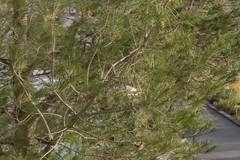 Phylloscopus collybita