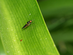Acanthasargus
