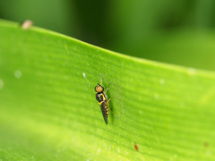 Acanthasargus