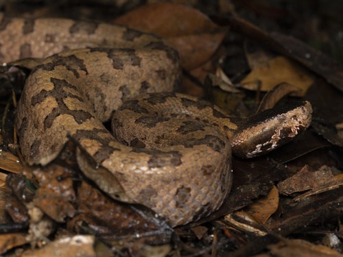 Tonkin Pit Viper