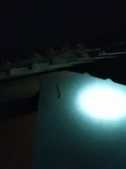 Gekko gecko