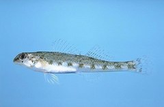 Coastal Darter photo 5
