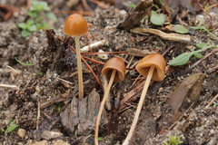 Conocybe pubescens