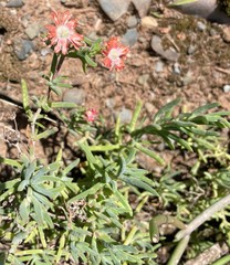 Delosperma multiflorum