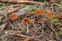 Conocybe pubescens