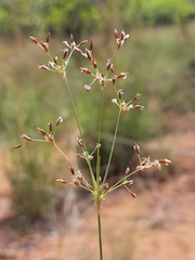 Bulbostylis burchellii