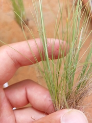 Bulbostylis burchellii