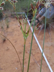 Bulbostylis burchellii
