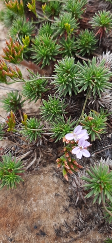 Image of Limonium kraussianum by (c) Eugene Hahndiek, some rights reserved (CC BY-SA)