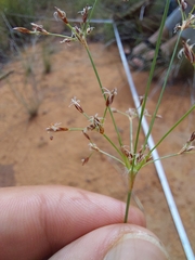 Bulbostylis burchellii