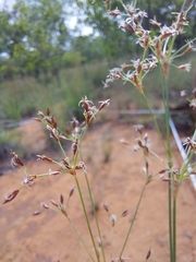 Bulbostylis burchellii