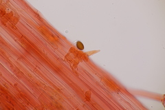 Conocybe pubescens