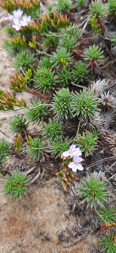 Image of Limonium kraussianum by (c) Eugene Hahndiek, some rights reserved (CC BY-SA)