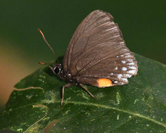 Eumaeus toxana