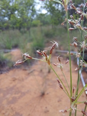 Bulbostylis burchellii