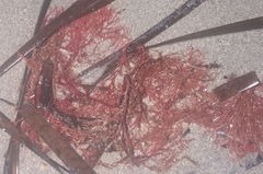 Sphaerococcus coronopifolius