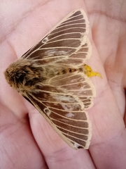 Lemonia philopalus