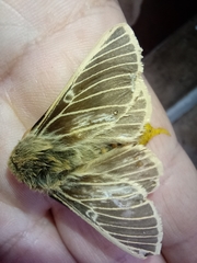 Lemonia philopalus