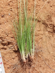 Bulbostylis burchellii