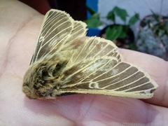 Lemonia philopalus