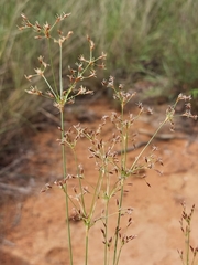 Bulbostylis burchellii