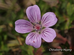 Geranium hayatanum