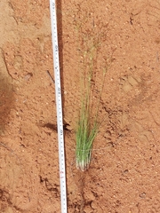 Bulbostylis burchellii