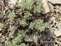 Artemisia kawakamii