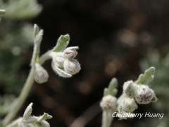Artemisia kawakamii