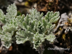 Artemisia kawakamii