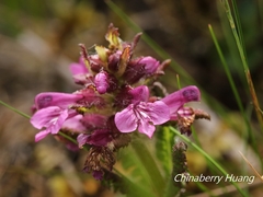 Pedicularis refracta transmorrisonensis