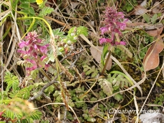 Pedicularis refracta transmorrisonensis