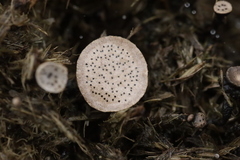 Poronia punctata