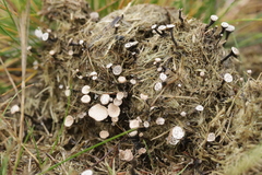 Poronia punctata