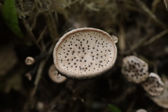 Poronia punctata