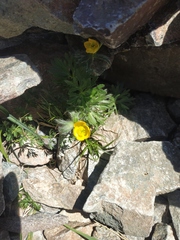 Anemonastrum speciosum