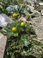 Anemonastrum speciosum