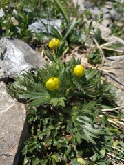 Anemonastrum speciosum