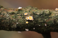 Lachnellula occidentalis