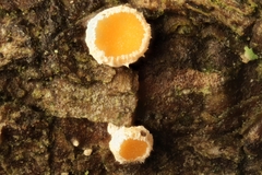 Lachnellula occidentalis