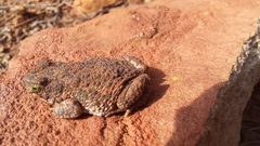 Poyntonophrynus fenoulheti