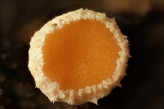 Lachnellula occidentalis