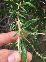 Eriogonum parvifolium