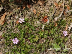 Geranium hayatanum
