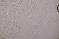 Lachnellula occidentalis