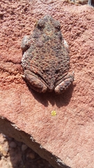 Poyntonophrynus fenoulheti