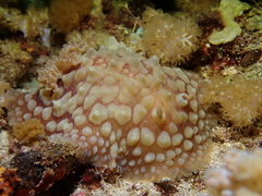 Asteronotus cespitosus