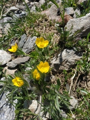 Anemonastrum speciosum