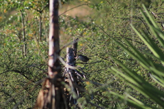 Campylorhynchus jocosus